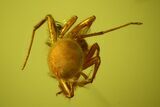 Fossil Fly (Diptera) and a Spider (Araneae) In Baltic Amber #159792-2